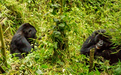 gorilla trekking Congo