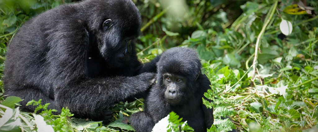 Planning a Gorilla Tour In Uganda-Guide for First Timers