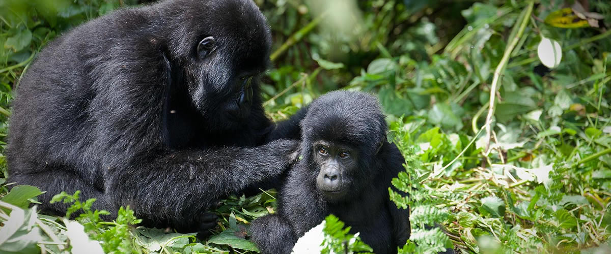 Planning A Gorilla Trekking Tour From Nairobi