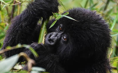 gorilla trekking Congo