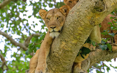 7 Days Uganda Safari Package