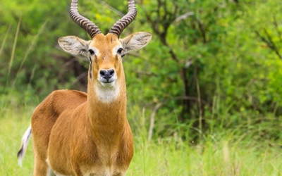 3 Days Queen Elizabeth National Park Safari
