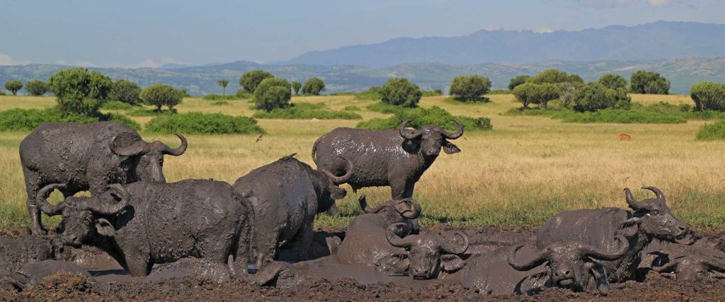 8 Days Uganda Safari | Gorillas, Chimpanzees and Wildlife Uganda Holiday