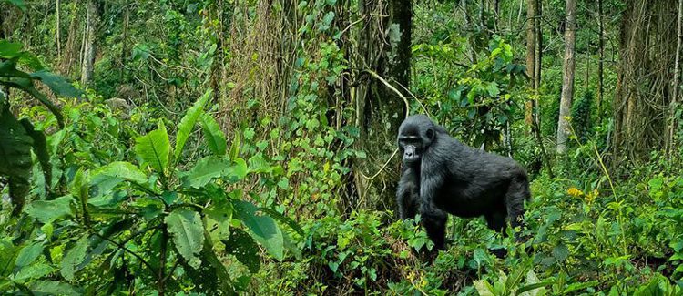 3 Days Gorilla Safari in Uganda | Bwindi Gorilla Trekking Tour 