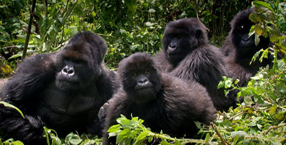 4 Days Uganda Double Gorilla Trekking Tour-Trekking Gorillas Twice 