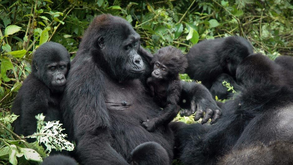 6 Days Uganda Primates and Wildlife Safari Holiday