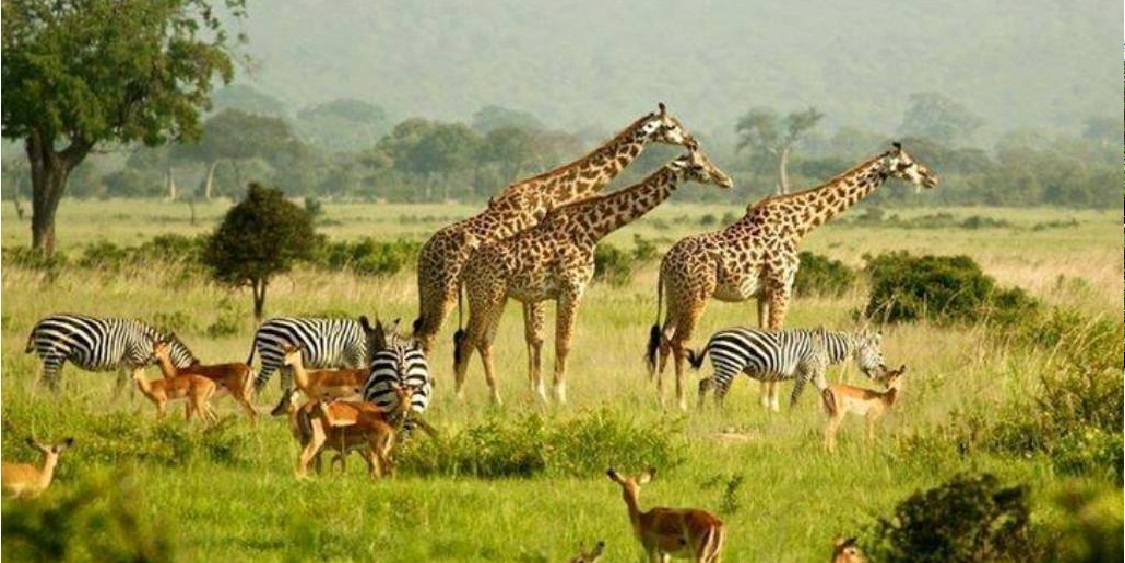 12 Days Uganda Safari Tour | Gorillas and Game Park Adventure