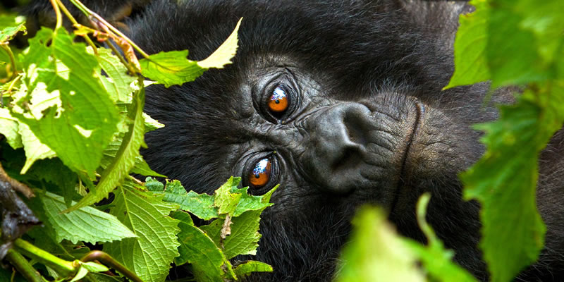 2 Days Rwanda Gorilla Trekking tour