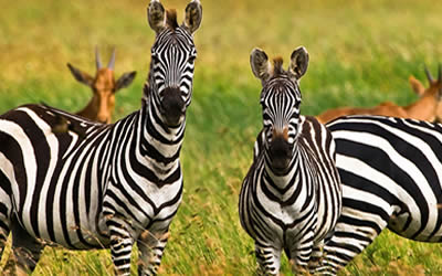 8 Days Tanzania Rwanda Safari