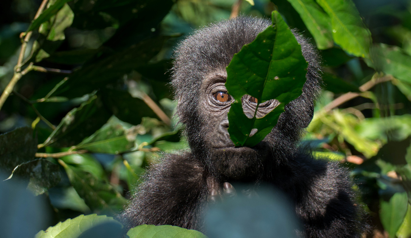 What is it like to Visit the Wild Mountain Gorillas in Uganda's Bwindi? What is it like to Visit the Wild Mountain Gorillas in Uganda's Bwindi?