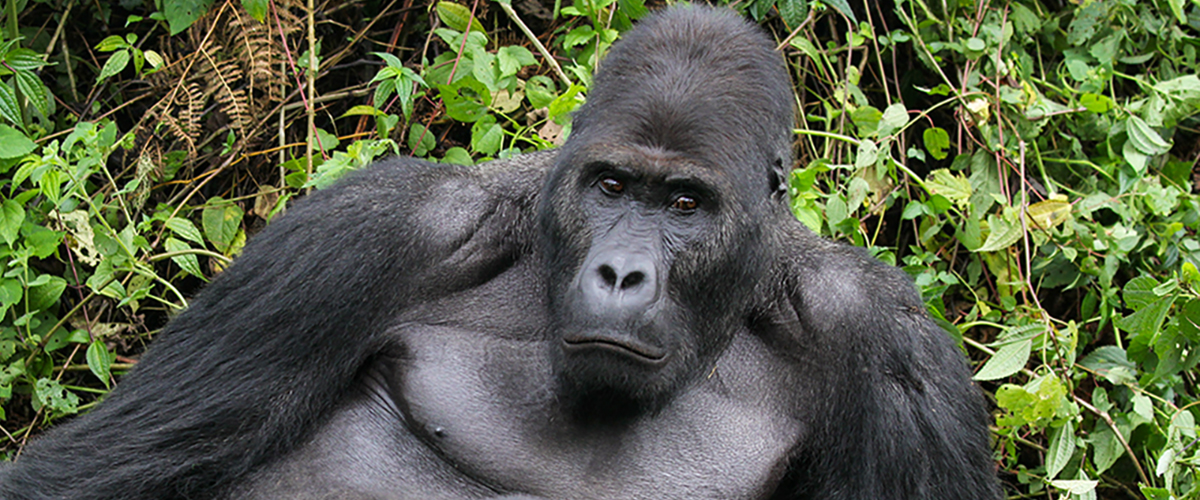 Gorilla Conservation Experience Uganda Rwanda