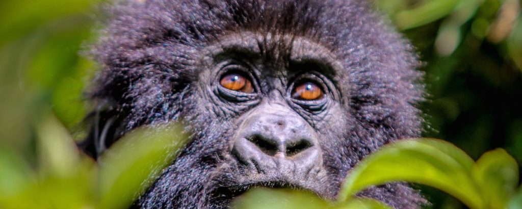 new tariifs for Gorilla trekking