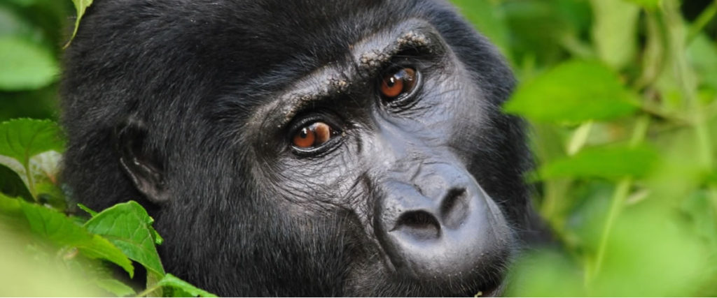 19 Facts about Mountain Gorillas-Why are Mountain gorillas endangered?