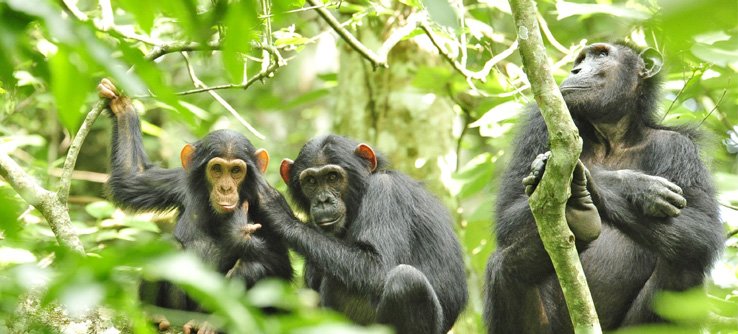 12 Bucket List Uganda Safari Activities | Top Things To Do In Uganda