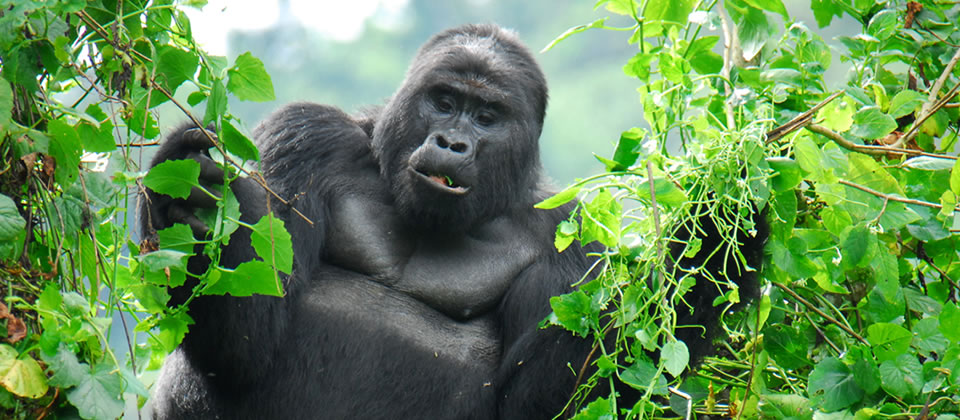 2 Days Uganda Gorilla Tour | Gorilla Trekking Safari Starting from Kigali 