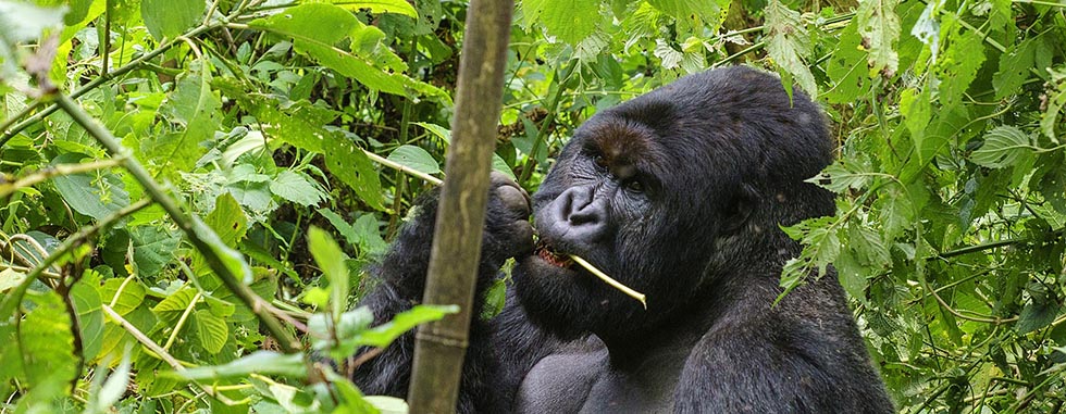 Uganda Gorilla Trekking Best Time to Go