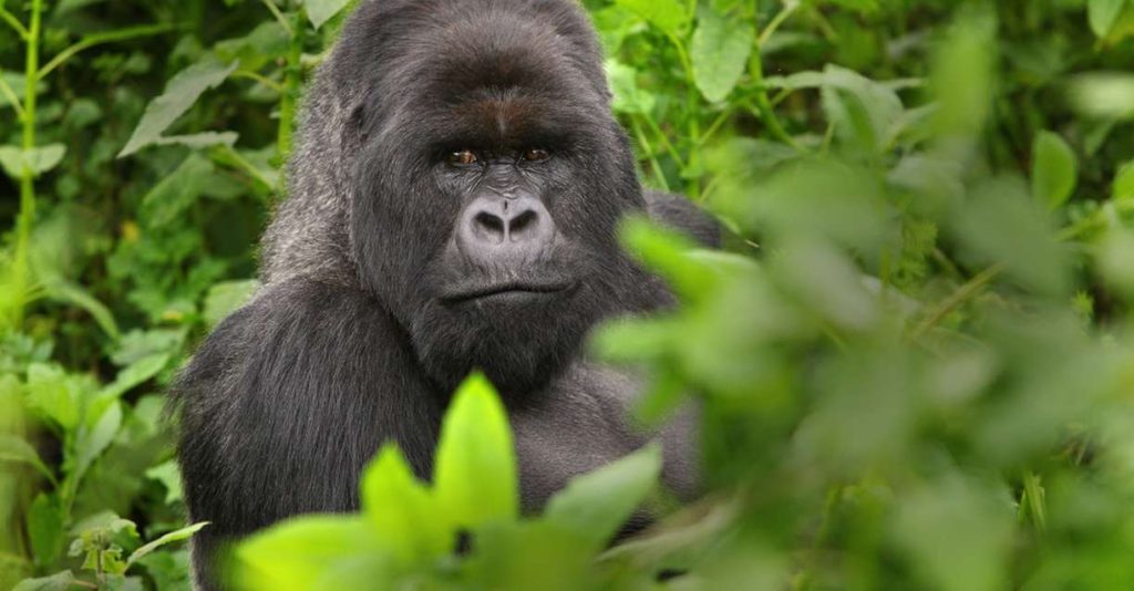 20 Days Gorilla Trek and Kilimanjaro Hike Tour: A Uganda Tanzania Safari