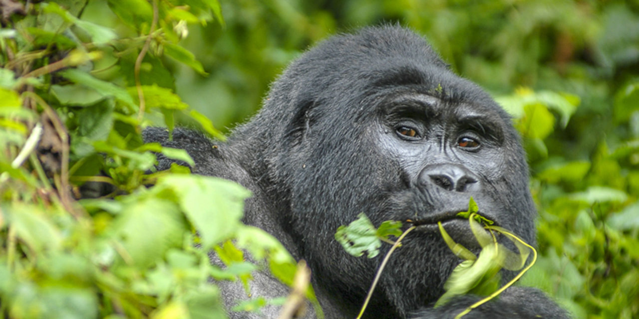Gorilla Habituation Experience Bwindi-4 Hours Stay with Mountain Gorillas Gorilla Habituation Experience Bwindi-4 Hours Stay with Mountain Gorillas