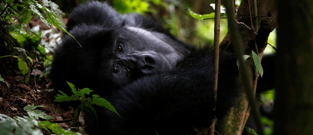 1 Day Gorilla Tour in Uganda, Bwindi Gorilla Trekking Safari From Kigali
