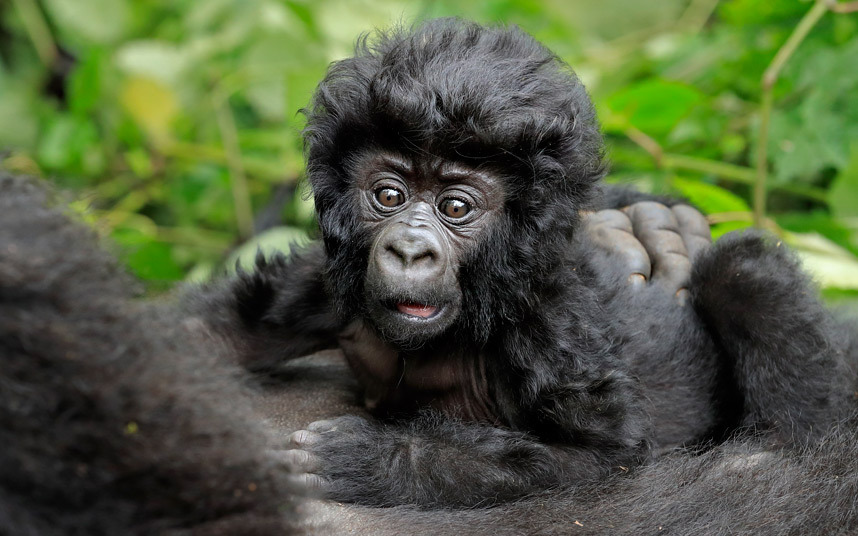 1 Day Rwanda Gorilla Tour- A Day Gorilla Safari To Volcanoes National Park
