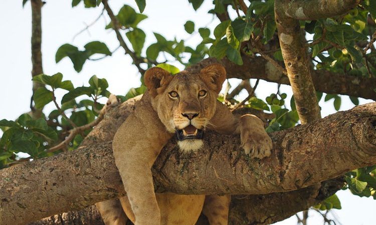 Uganda Safari Cost-How Much Does A Safari in Uganda Cost?