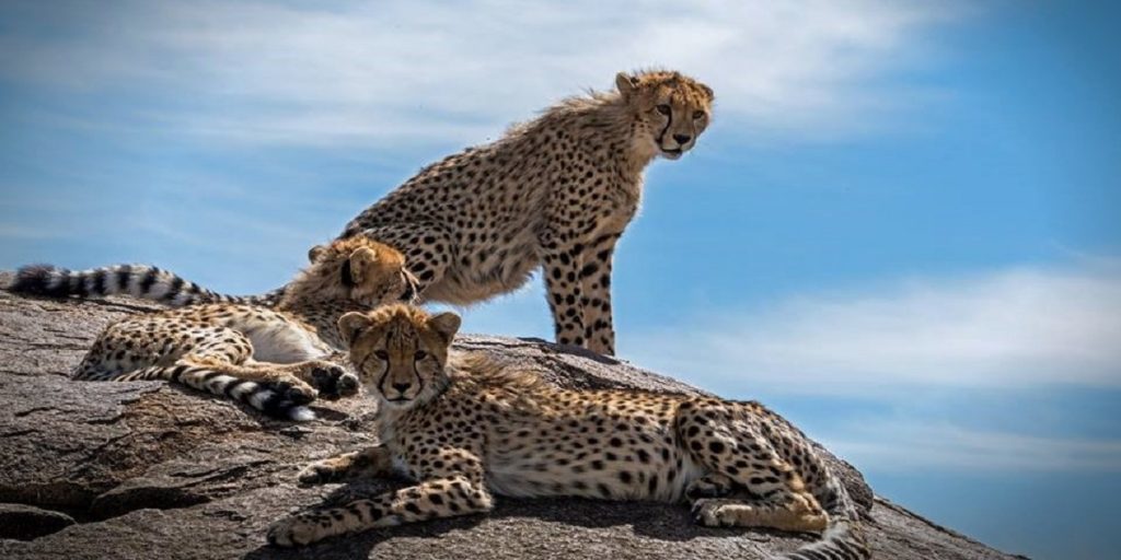 Best time to visit Serengeti National Park: Guide for First Timers