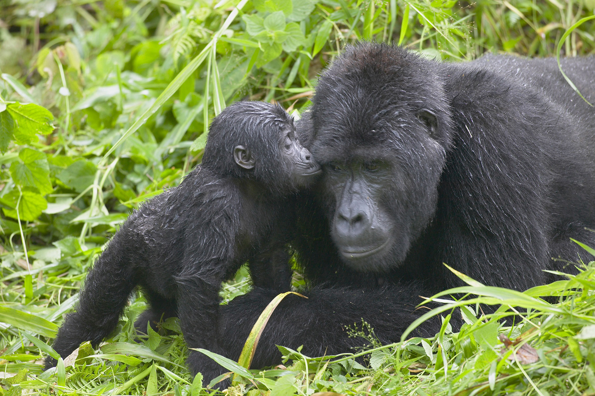 Best Gorilla Trekking Company & Tour Operator Uganda Rwanda 