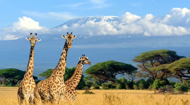 Best Safari Destinations in East Africa