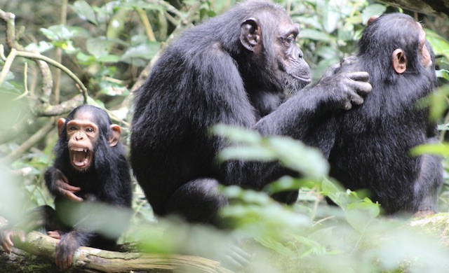 Chimpanzee Trekking Uganda Facts: Must read information about Chimpanzees