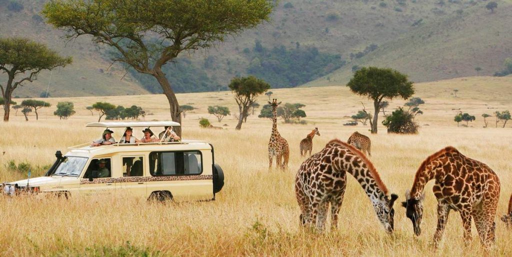 safari tour 2024