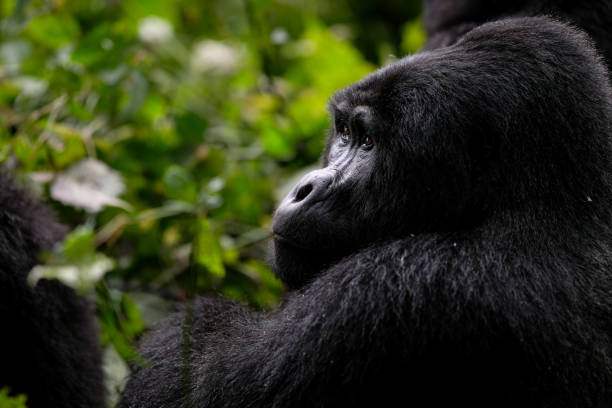 Is Rwanda or Uganda better for gorilla trekking?