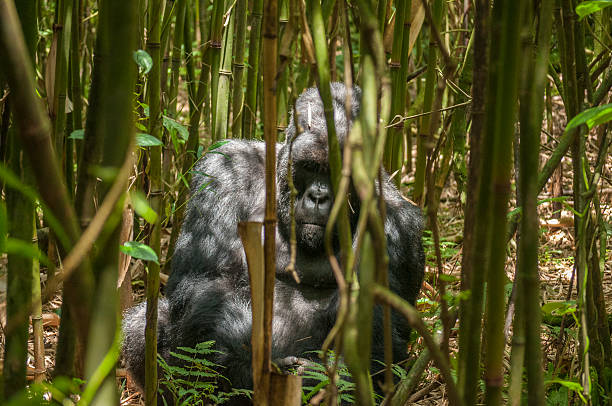 Is Rwanda or Uganda better for gorilla trekking?