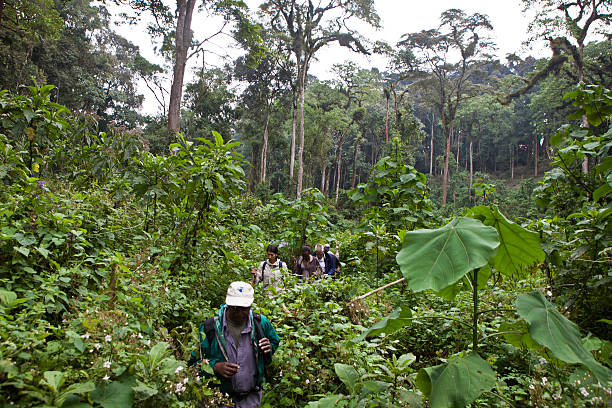 Is Rwanda or Uganda better for gorilla trekking?