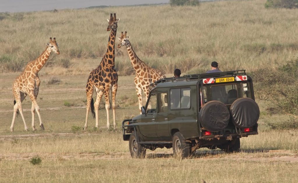 12 Best Uganda Safari Packages, Trips and Vacations