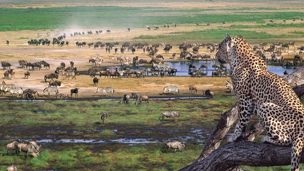 4 Days Tanzania Safari: Serengeti, Ngorongoro and Lake Manyara Parks