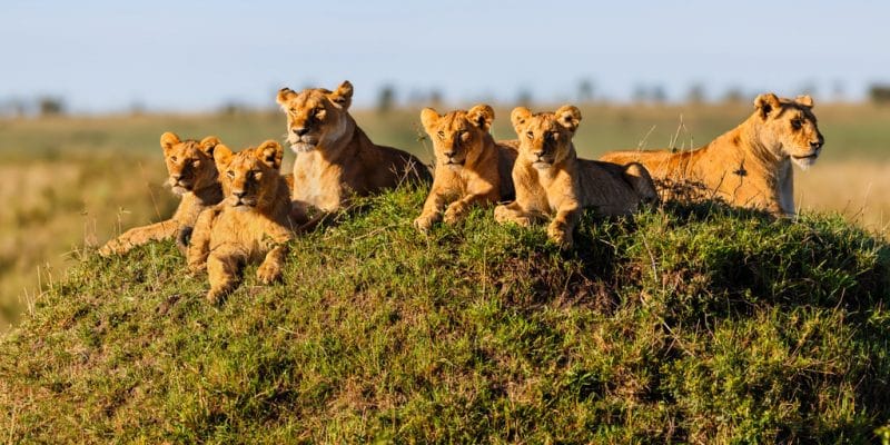 3 Days Tanzania Safari- Ngorongoro & Lake Manyara Luxury Camping Trip