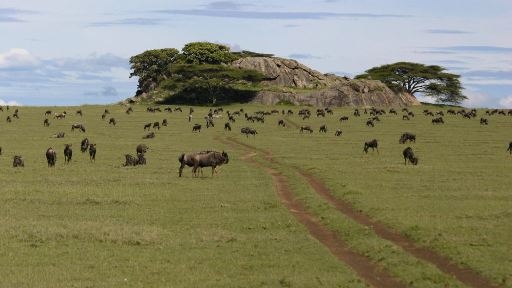 8 Days Tanzania Safari-Best of Northern Tanzania Circuit Private Tour