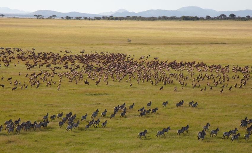 6 Days Serengeti Migration Safari in June