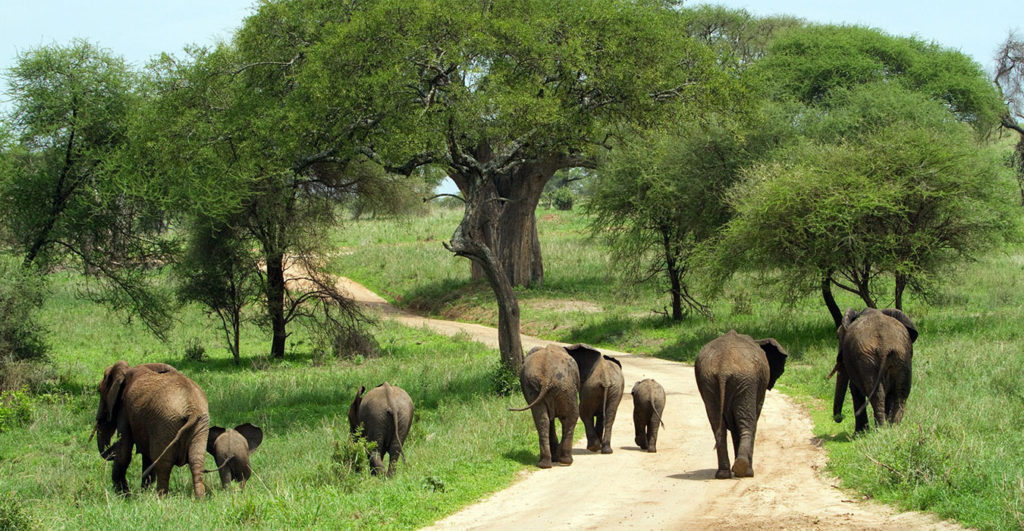 One Week Tanzania Safari Itinerary (7 Days)