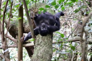 Gorilla trekking Uganda Itinerary