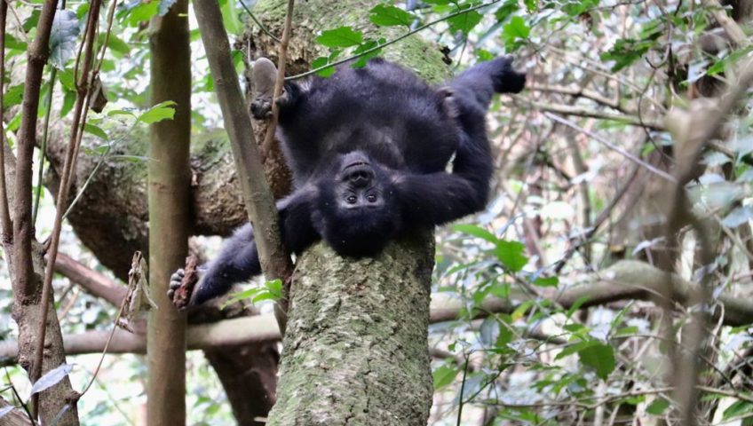 Gorilla trekking Uganda Itinerary