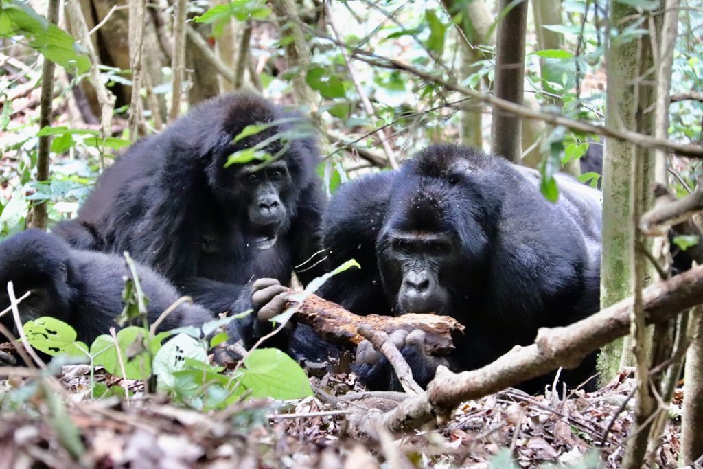 7 Day Uganda Safari | Chimps, Gorillas Trekking & Wildlife Viewing Tour