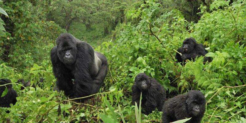 11 Days Combined Rwanda Uganda Safari-2 Gorilla Treks, Chimps, Wildlife