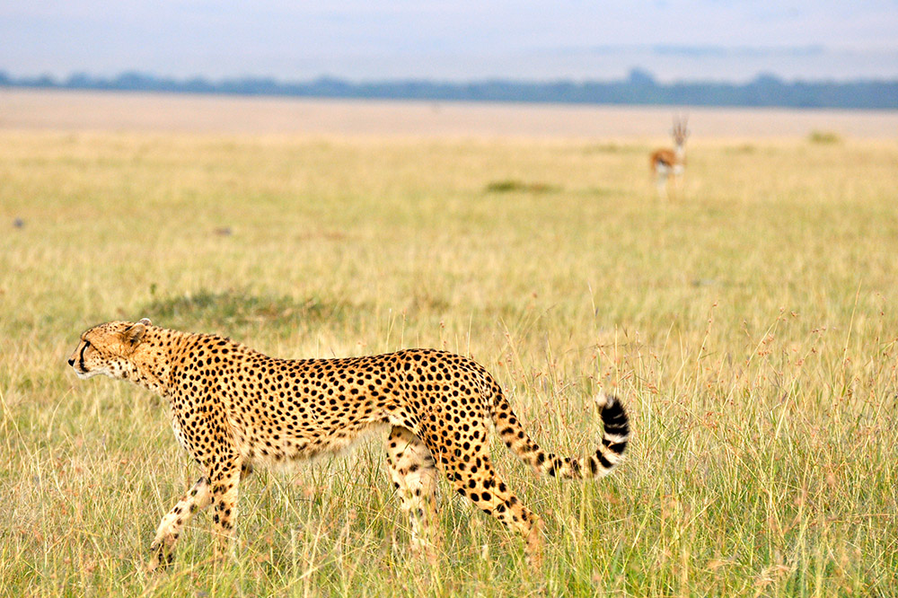 Tanzania Safari Cost | What is the Average Price of a Tanzania Safari? 