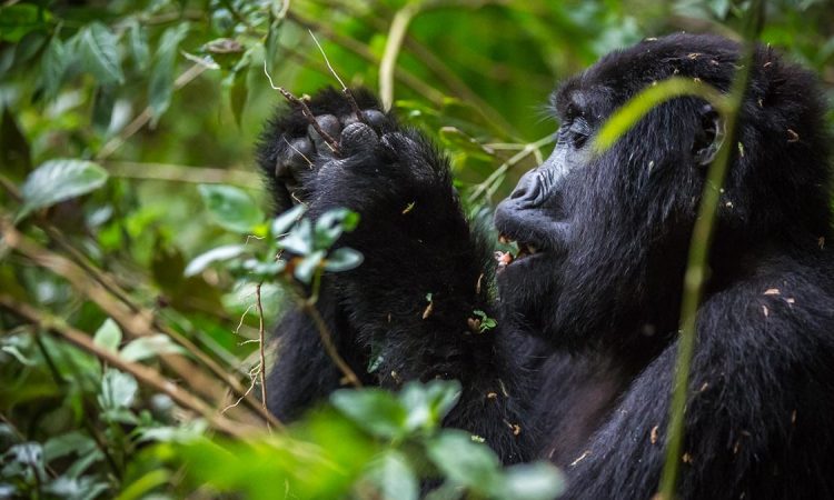 All-inclusive Uganda Luxury Gorilla Trekking Safari Package (5 Days)
