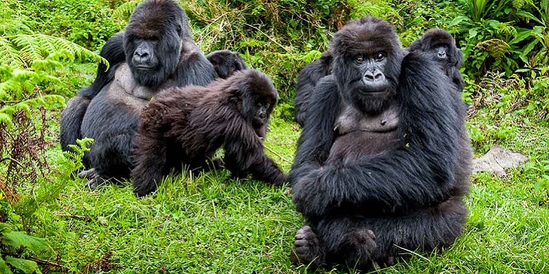 Custom-Made 3 Days Luxury Gorilla Safari Uganda-Gorilla Tracking Bwindi