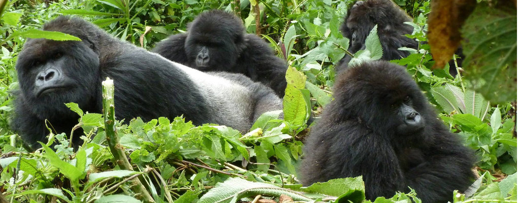 4 Days Luxury Uganda Gorilla Trekking Safari-A Fly in Safari to the Gorillas