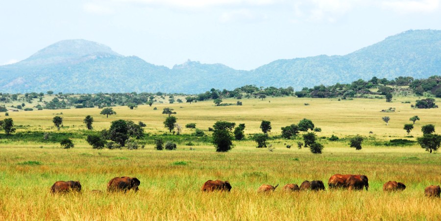 elephants in Kidepo Valley National Park