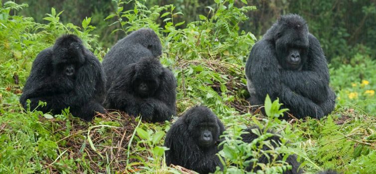 4 Days Karisimbi Hike and Uganda Gorilla Trekking Tour