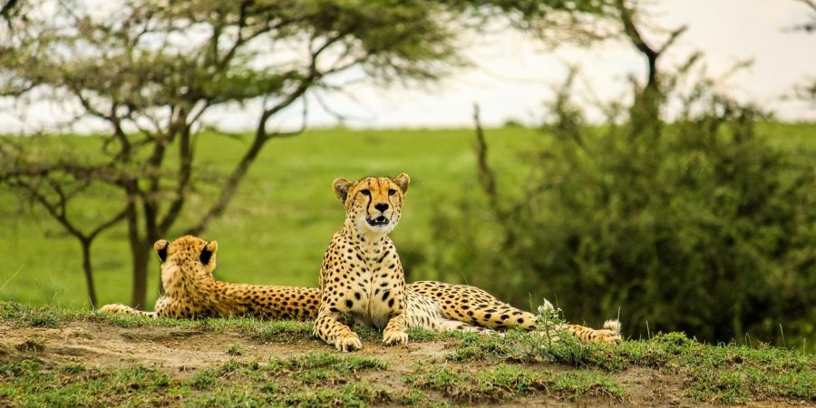 4 Days Serengeti Safari-Affordable Luxury Package